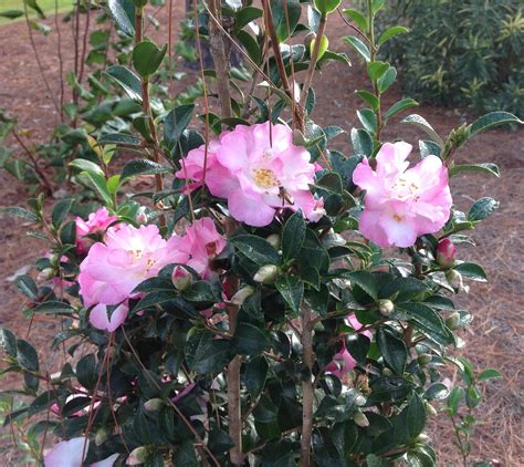 October's Camellia Oasis: A Retreat into Natgic Serenity